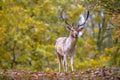 Male Fallow deer in autumn colors
