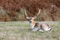 male fallow deer with big antlers Royalty Free Stock Photo