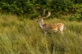 A male fallow deer in Bradgate Park, Leicestershire, UK, during the summer Royalty Free Stock Photo