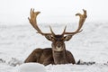 Male fallow deer buck Dama dama resting in snow-covered winter landscape Royalty Free Stock Photo