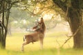 Male fallow deer, Dama Dama, foraging during sunsrise.