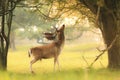 Male fallow deer, Dama Dama, foraging during sunsrise. Royalty Free Stock Photo