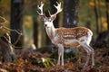 Male fallow deer Dama dama in the forest, European fallow deer or common fallow deer, AI Generated