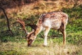 Male fallow deer, Dama dama, mosses grazing Royalty Free Stock Photo