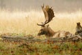 Male Fallow Deer (Dama dama) resting, taken in UK Royalty Free Stock Photo