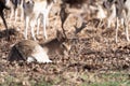 Male Fallow Deer (Dama dama) in spring, taken in UK Royalty Free Stock Photo