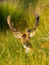 Male Fallow Deer (Dama dama) in summer, taken in UK Royalty Free Stock Photo