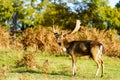 Male Fallow Deer (Dama dama), taken in UK Royalty Free Stock Photo
