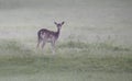 Fallow deer doe Royalty Free Stock Photo