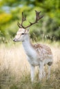 Male fallow deer in the forest Royalty Free Stock Photo