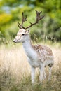 Male fallow deer in the forest