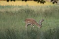 Male Fallow Deer grazes in a forest clearing Royalty Free Stock Photo