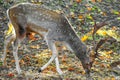 Male fallow deer grazing in the forest Royalty Free Stock Photo