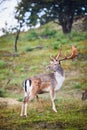 Male fallow deer looking over his shoulder