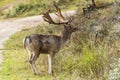 A male fallow deer looks up in shock while eating the fresh grass by the side of the road in the Amsterdamse Waterleidingduinen pa