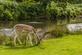 A male fallow deer next to the River Lin in Bradgate Park, Leicestershire, UK Royalty Free Stock Photo