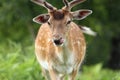 Male fallow deer portrait Royalty Free Stock Photo
