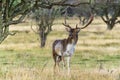 A male fallow deer in rut with beautiful antlers keeps a close eye on the female deer in the Amsterdamse Waterleidingduinen park n Royalty Free Stock Photo