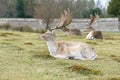 Male Fallow Deer resting on grass