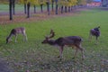 Male fallow deer, stag of fallow deer in the meadow grazing. Wildlife nature.