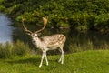 A male fallow deer standing next to the River Lin, Leicestershire, UK Royalty Free Stock Photo