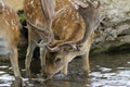 Male fallow deer in stream