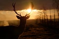 Male fallow deer sunset