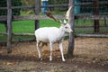 A male fallow deer of an unusual white color Royalty Free Stock Photo