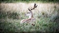 Male fallow deer in the wild forest