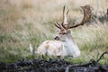 Male fallow deer in the wild forest