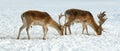 Male fallow deer in winter Royalty Free Stock Photo