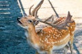 Male fallow deer in zoo