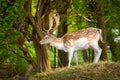 Male fallow deer in the forest, nature reserve, The Zuid-Kennemerland National Park, Netherlands Holland, wildlife