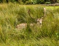 A male fallow in a grass den in Bradgate Park, Leicestershire, UK Royalty Free Stock Photo