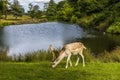 A male fallow grazing beside a lake in Bradgate Park, Leicestershire, UK Royalty Free Stock Photo