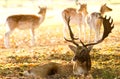 Male fallow with some hinds