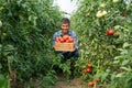Male famer crouching among tomato plants in greenhouse holding wooden crate looking at camera Royalty Free Stock Photo