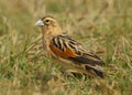 Male Fan-tailed Widowbird Euplectes axillaris