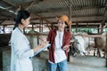 male farmer asks the female veterinarian about the health of the cows Royalty Free Stock Photo