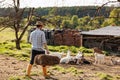 Male Farmer Carries Hay For His Goats. Young Rancherman Feeding Cute Pets. Farm Livestock Farming For The Industrial