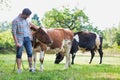 Male farmer checking on his herd on his farm