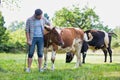 Male farmer checking on his herd on his farm