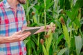 Male farmer checking plants on his farm. Agribusiness concept, agricultural engineer standing in a corn field with a tablet, Royalty Free Stock Photo