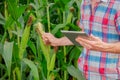 Male farmer checking plants on his farm. Agribusiness concept, agricultural engineer standing in a corn field with a tablet, Royalty Free Stock Photo