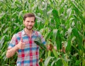 Male farmer checking plants on his farm. Agribusiness concept, agricultural engineer standing in a corn field with a tablet, Royalty Free Stock Photo