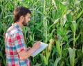 Male farmer checking plants on his farm. Agribusiness concept, agricultural engineer standing in a corn field with a tablet, Royalty Free Stock Photo