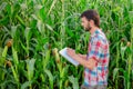 Male farmer checking plants on his farm. Agribusiness concept, agricultural engineer standing in a corn field with a tablet, Royalty Free Stock Photo