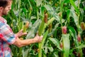 Male farmer checking plants on his farm. Agribusiness concept, agricultural engineer standing in a corn field with a tablet, Royalty Free Stock Photo