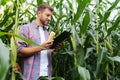 Male farmer checking plants on his farm. Agribusiness concept, agricultural engineer standing in a corn field with a tablet, Royalty Free Stock Photo