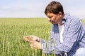 Farmer checking green wheat sprouts Royalty Free Stock Photo